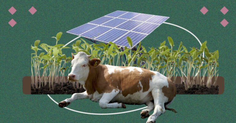 Агровольтаїка — нове слово для українських фермерів. Чому це рішення, яке варто розвивати?